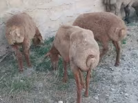 Ram, Sheep — photo 8