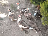 Ducks — photo 1