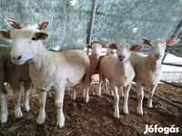 Ovce, Ile-de-France sheep — foto 2