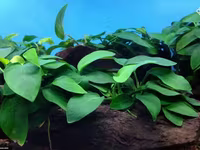 Anubias nana 1000 — фото 2