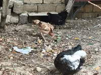 Chickens — photo 6