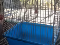 15 manattan 40 azn kimu Quş qəfəsləri – müxtəlif ölçü və modellər - — 照片 2