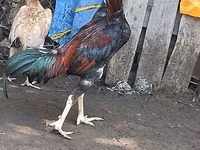 Chickens — photo 1