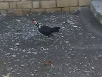 Guinea fowl — foto 5