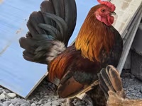 Chickens — foto 3