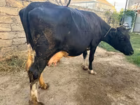 İnək, Qırmızı-ləkəli cins — foto 1