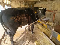 Buğa, Swiss cattle — foto 3