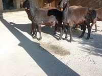Baran, Arashan sheep — zdjęcie 2