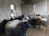 Owce (partia, płeć nieokreślona), Hissar sheep — zdjęcie 3