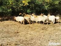 Ovelha, Racka sheep — foto 6