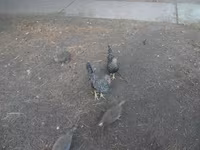 Japonský bantam — foto 3