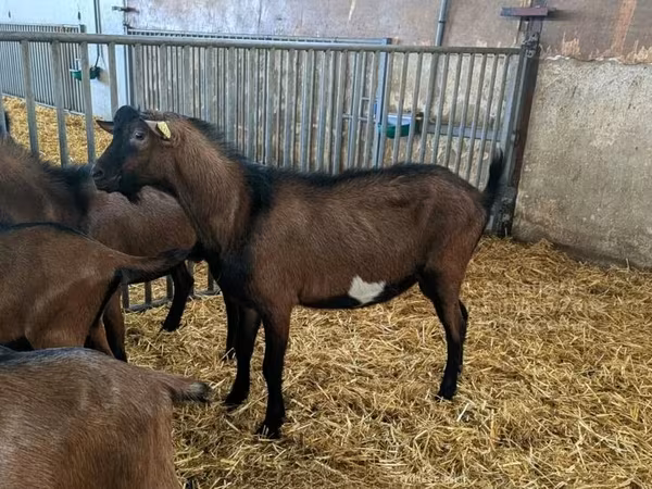 Keçi, Alpine goat