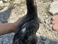 Derbişir Qırmızı Toppalı — foto 2