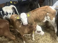 Cattle (batch, sex not specified), Cattle — photo 4