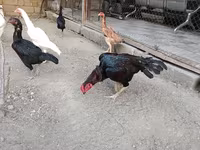 Chickens — foto 2