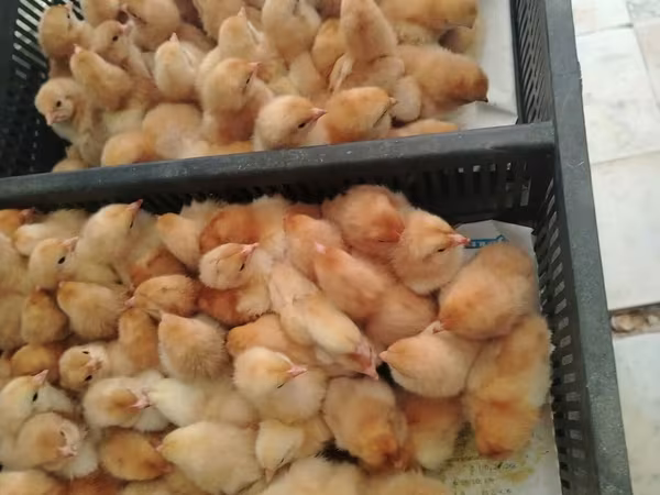Chickens — Azerbaijan