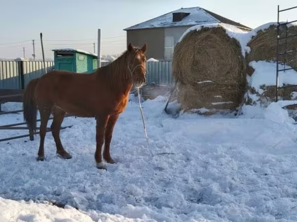 Toychoq, Kazakh horse