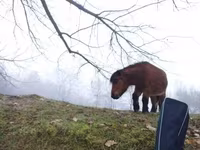Caballo, Caballos — foto 4