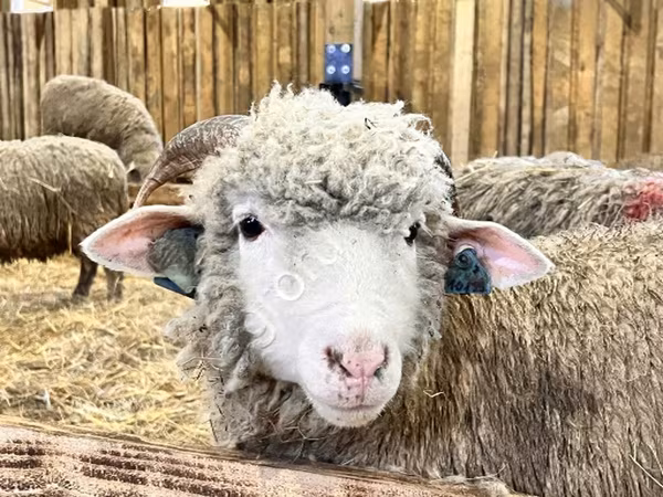 Qoyun, Kuibyshev sheep