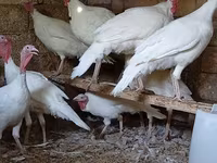 Broad Breasted White — photo 2