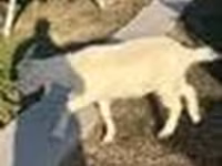 Koza, Saanen goat — foto 8