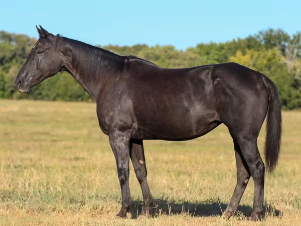Madyan, Quarter Horse