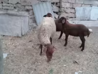 भेड़, भेड़ — फ़ोटो 6