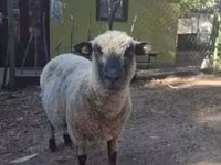 Qoʻchqor, Shroshire sheep — 1-rasm