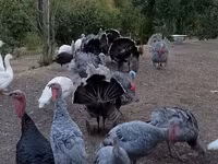 Turkeys — الصورة 3
