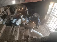 बकरा, बकरियाँ — फ़ोटो 5