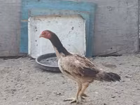 Chickens — foto 5