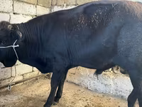İnək, Russian Black pied cattle — foto 4