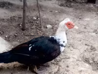 Domestic Muscovy — photo 1