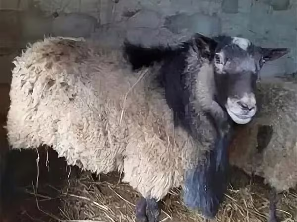 كبش, Edilbay sheep