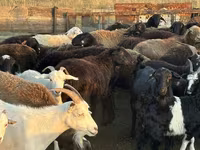 Sheep, Edilbay sheep — photo 5