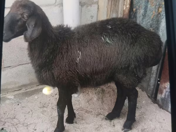 Qoç, Hissar sheep