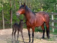 Yegua, Rocky Mountain Horse — foto 6