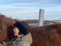 Hengst, Kustanai horse — Foto 1