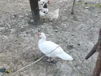 Hausente — Foto 5