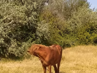 Horse (M), Azerbaijan horse — photo 3