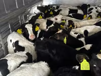 أبقار (دفعة، الجنس غير محدد), Russian Black pied cattle — الصورة 3