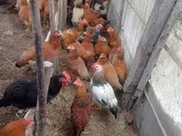 Chickens — photo 8