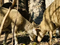Qoç, Merinoland sheep — foto 5