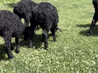 Sheep (batch, sex not specified), Sheep — photo 2