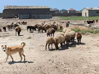 Sheep, Sheep — photo 1