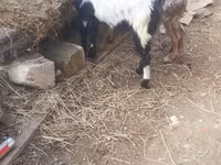 Billy Goat, Goats — photo 3