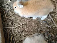 Chickens — foto 7