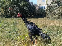 Gallinas Shamo — foto 2