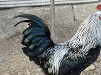 Chickens — photo 6