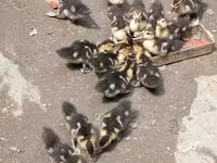 Ducks — foto 3